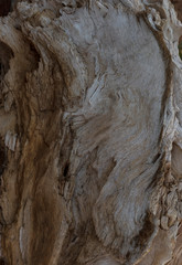 concept decorative tree cut