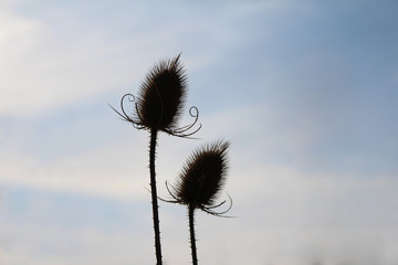 Disteln