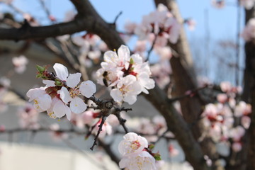 spring