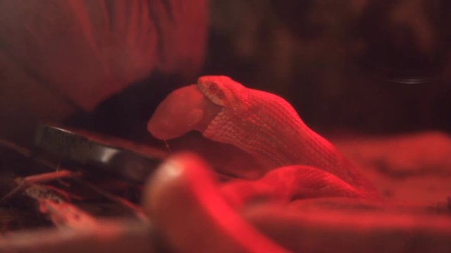 small corn snake eating a baby mouse in red light in terrarium