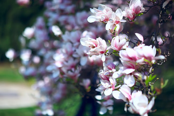 magnolia blossom spring garden / beautiful flowers, spring background pink flowers