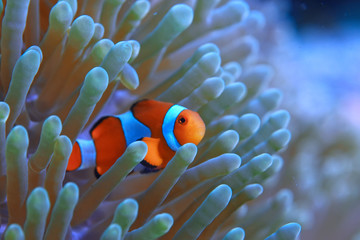 clown fish coral reef / macro underwater scene, view of coral fish, underwater diving