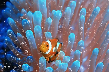 Fotobehang Onderwaterwereld coral reef underwater / lagoon with corals, underwater landscape, snorkeling trip  © kichigin19