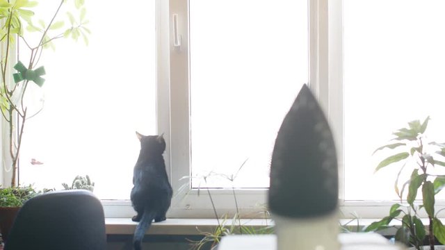 cat walks through the window with a steam iron
