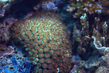 coral reef macro / texture, abstract marine ecosystem background on a coral reef