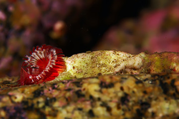 marine animals underwater photo