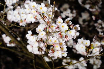 夜桜