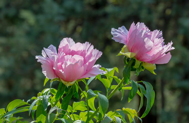 Obraz premium Peony (Paeonia suffruticosa) grows on the flower bed
