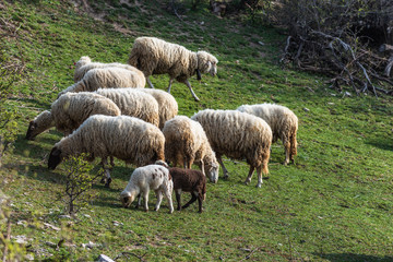 Naklejka na ściany i meble Sheep, animals grazing before milking