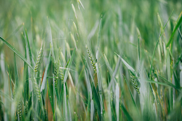 Wheat Field Close up
