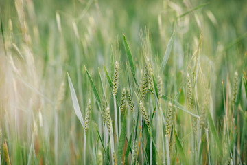 Wheat Field Close up