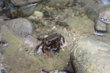 mountain crab