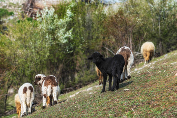 Sheep, animals grazing before milking