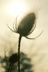 Distel