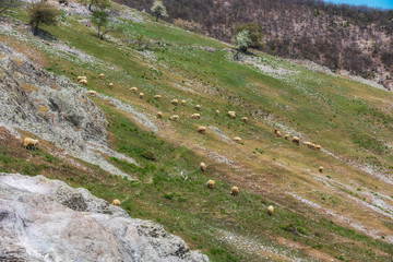 Fototapeta na wymiar Sheep, animals grazing before milking