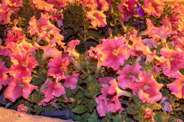 flower petunia purple