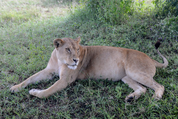 Lion in Serengeti national park in Tanzania