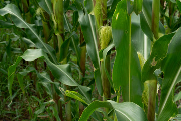 Nature Agricultural Green Corn farm.