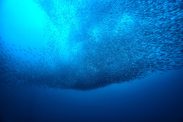 underwater world / blue sea wilderness, world ocean, amazing underwater