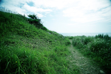 landscape hills with forest