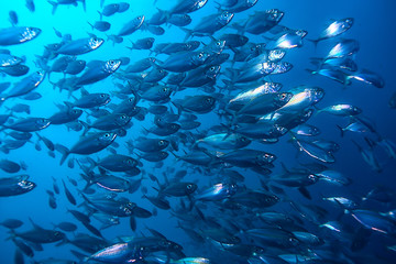 Fototapeta na wymiar lot of small fish in the sea under water / fish colony, fishing, ocean wildlife scene