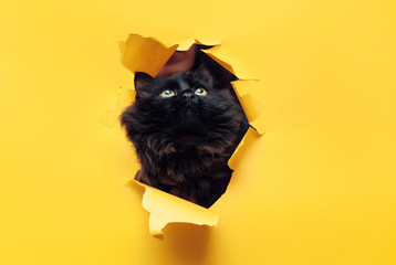 Funny black cat looks through ripped hole in yellow paper. Peekaboo. Naughty pets and mischievous domestic animals. Close up, copy space.