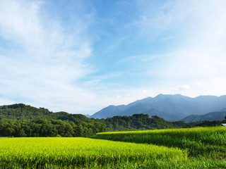 青空と田んぼ