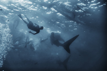 snorkeling whale shark / Philippines, diving with sharks, underwater scene