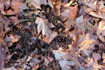 autumn leaves on the ground