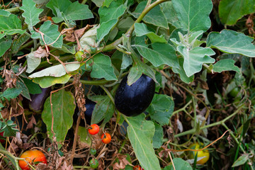 Eggplant On Vine