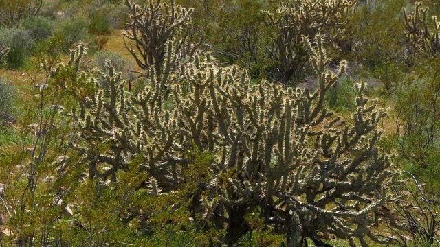 Vegetation in the desert of Utah - travel photography