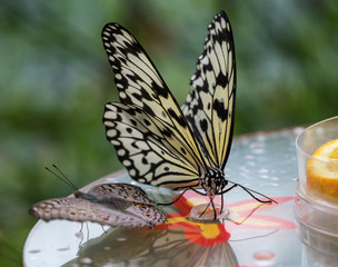 Fototapeta na wymiar Tree Nymph butterfly or Rice Paper butterfly, Idea leuconoe on flowers
