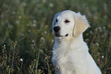 perro labrador