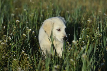 perro labrador