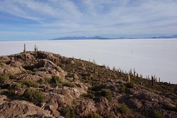 Fototapeta na wymiar Isla Incahuasi - Uyuni Sud Lipez - Bolivia