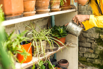 Watering plants in my home garden
