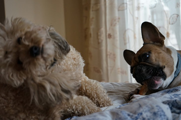 2 dogs , frenchie and poodle