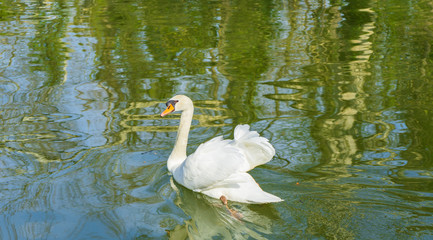 Fototapeta premium Swan on a lake