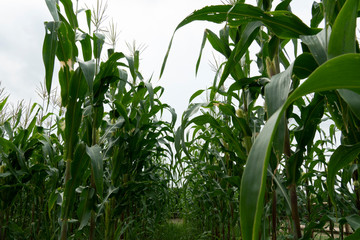 Nature Agricultural Green Corn farm.