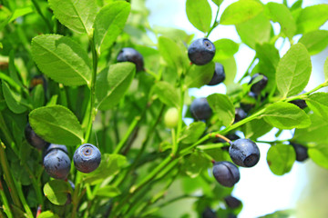 Ripe berries of bilberry grow in forest. Harvesting whortleberries