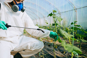 Young worker spraying organic pesticides on cucumber plants in a greenhouse.