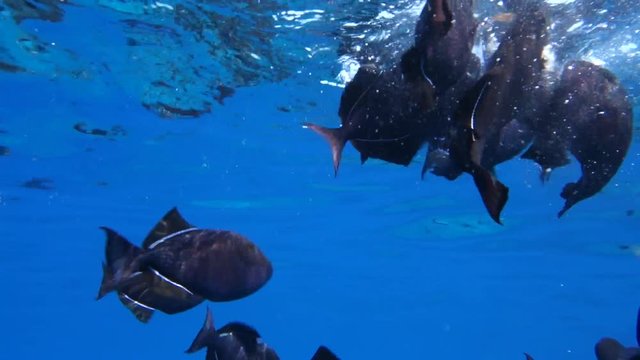 Underwater: Shoal of Black Triggerfish Being Fed in Deep Blue Water in Big Island, Hawaii
