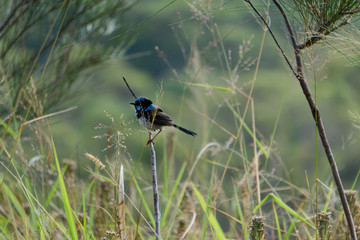 fairywren on the branch