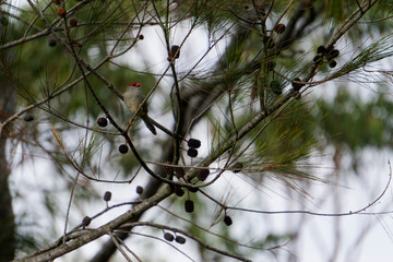 fairywren on the branch
