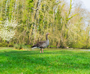 Duck family with young animals on the shore of a lake