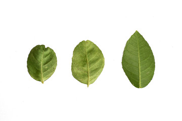 Fototapeta premium Green leaves on the back