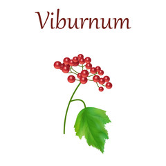 Realistic vector illustration of viburnum, berries and leaf.