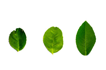 Front green leaf