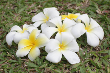 White frangipani flowers on the green grass