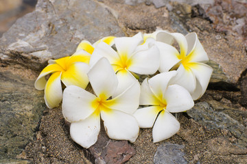 Obraz na płótnie Canvas a bunch of white frangipani flowers on stone background